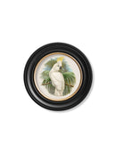 Quality Glass Fronted Framed Print, c.1875 Cockatoos - Round Frames Framed Wall Art PictureVintage Frog T/AFramed Print