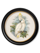 Quality Glass Fronted Framed Print, c.1875 Cockatoos - Round Frames Framed Wall Art PictureVintage Frog T/AFramed Print