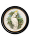 Quality Glass Fronted Framed Print, c.1875 Cockatoos - Round Frames Framed Wall Art PictureVintage Frog T/AFramed Print