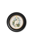 Quality Glass Fronted Framed Print, c.1875 Cockatoos - Round Frames Framed Wall Art PictureVintage Frog T/AFramed Print