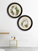 Quality Glass Fronted Framed Print, c.1875 Cockatoos - Round Frames Framed Wall Art PictureVintage Frog T/AFramed Print