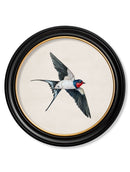 Quality Glass Fronted Framed Print, c.1875 Swallows in Round Frames Framed Wall Art PictureVintage Frog T/AFramed Print