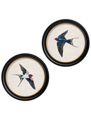 Quality Glass Fronted Framed Print, c.1875 Swallows in Round Frames Framed Wall Art PictureVintage Frog T/AFramed Print