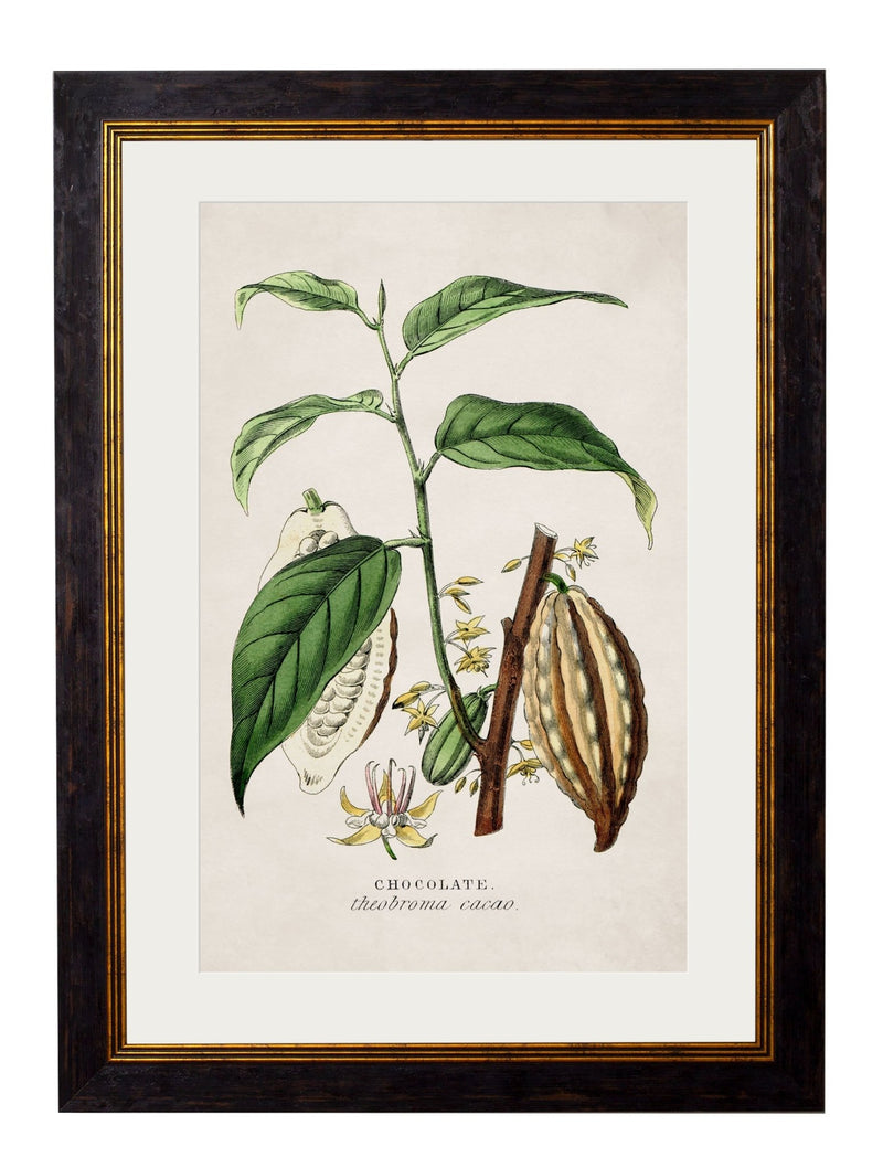 Quality Glass Fronted Framed Print, c.1877 Tea, Coffee and Chocolate Plants Framed Wall Art PictureVintage Frog T/AFramed Print
