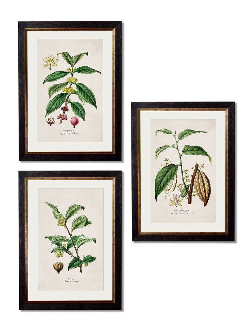 Quality Glass Fronted Framed Print, c.1877 Tea, Coffee and Chocolate Plants Framed Wall Art PictureVintage Frog T/AFramed Print