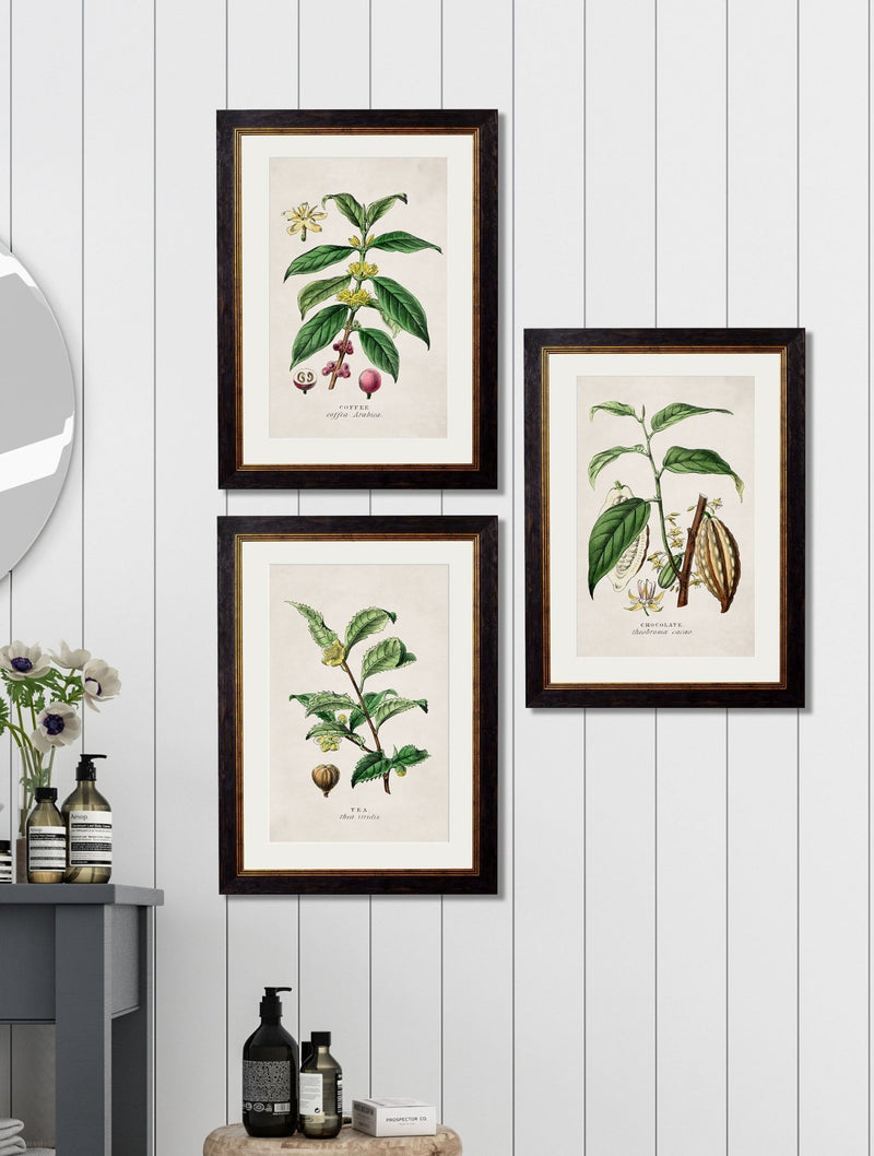 Quality Glass Fronted Framed Print, c.1877 Tea, Coffee and Chocolate Plants Framed Wall Art PictureVintage Frog T/AFramed Print