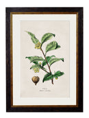 Quality Glass Fronted Framed Print, c.1877 Tea, Coffee and Chocolate Plants Framed Wall Art PictureVintage Frog T/AFramed Print