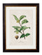 Quality Glass Fronted Framed Print, c.1877 Tea, Coffee and Chocolate Plants Framed Wall Art PictureVintage Frog T/AFramed Print