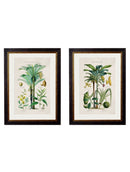 Quality Glass Fronted Framed Print, c.1877 Tropical Plants Used as Food and Clothing Framed Wall Art PictureVintage Frog T/AFramed Print