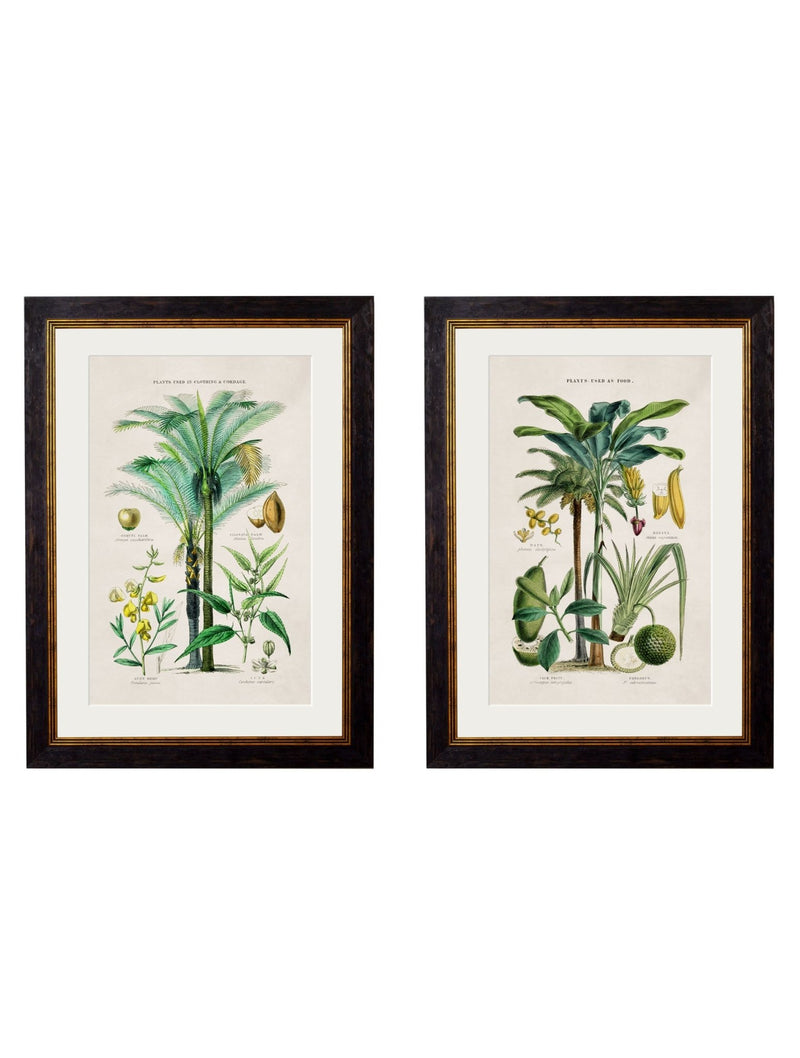 Quality Glass Fronted Framed Print, c.1877 Tropical Plants Used as Food and Clothing Framed Wall Art PictureVintage Frog T/AFramed Print