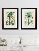 Quality Glass Fronted Framed Print, c.1877 Tropical Plants Used as Food and Clothing Framed Wall Art PictureVintage Frog T/AFramed Print