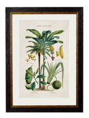 Quality Glass Fronted Framed Print, c.1877 Tropical Plants Used as Food and Clothing Framed Wall Art PictureVintage Frog T/AFramed Print