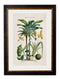 Quality Glass Fronted Framed Print, c.1877 Tropical Plants Used as Food and Clothing Framed Wall Art PictureVintage Frog T/AFramed Print