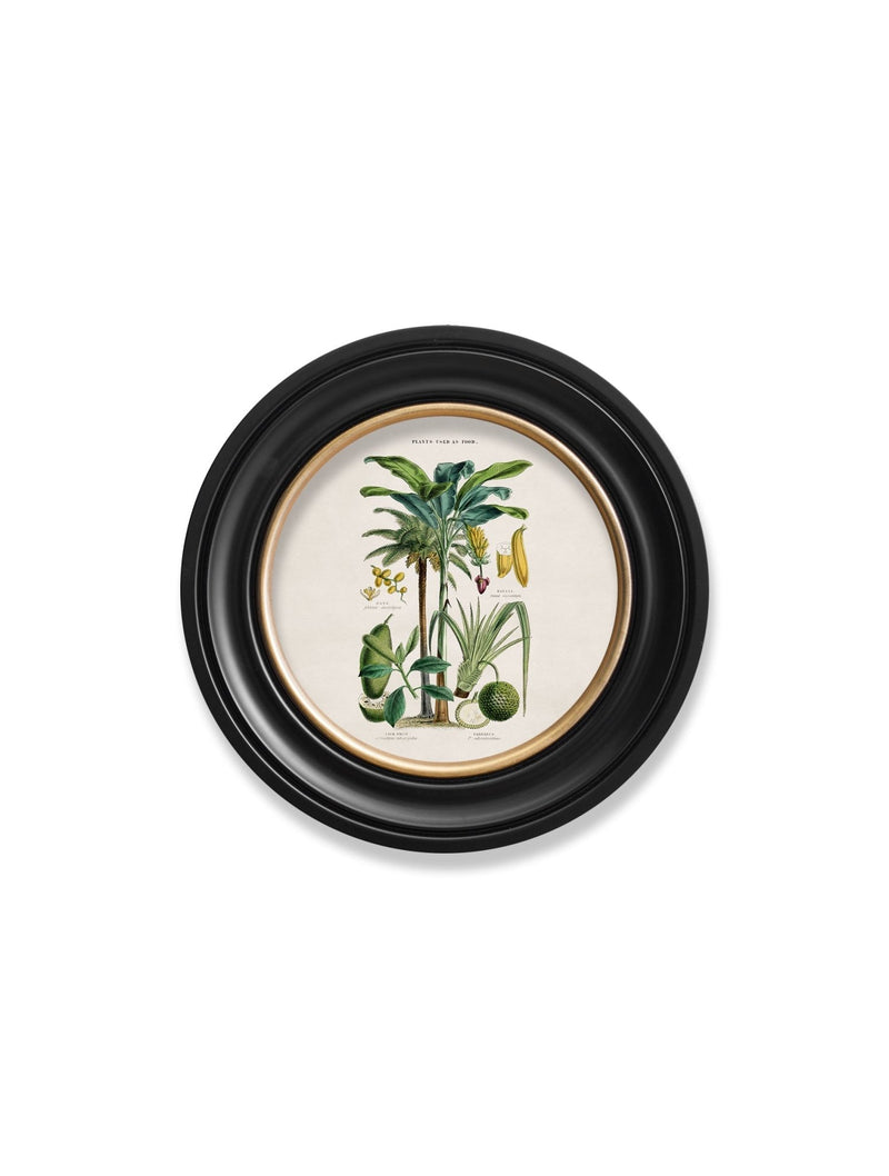 Quality Glass Fronted Framed Print, c.1877 Tropical Plants Used as Food and Clothing - Round Frame Framed Wall Art PictureVintage Frog T/AFramed Print