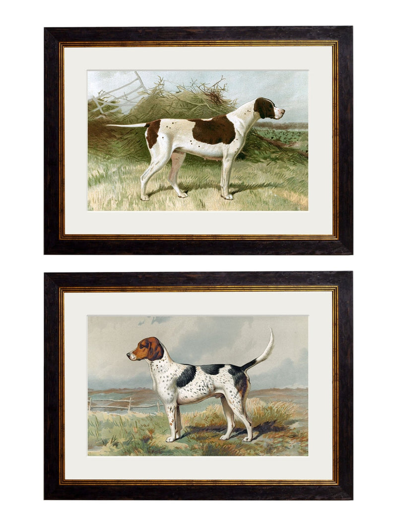 Quality Glass Fronted Framed Print, c.1881 Gun Dogs Framed Wall Art PictureVintage Frog T/AFramed Print