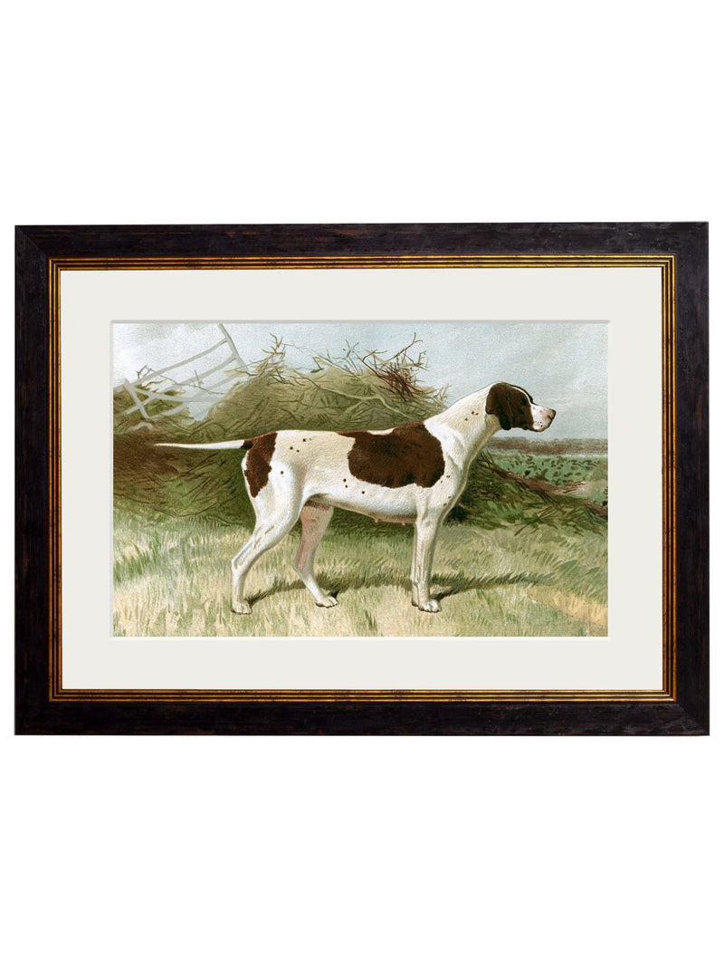 Quality Glass Fronted Framed Print, c.1881 Gun Dogs Framed Wall Art PictureVintage Frog T/AFramed Print