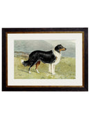 Quality Glass Fronted Framed Print, c.1881 Working Dogs Framed Wall Art PictureVintage Frog T/AFramed Print