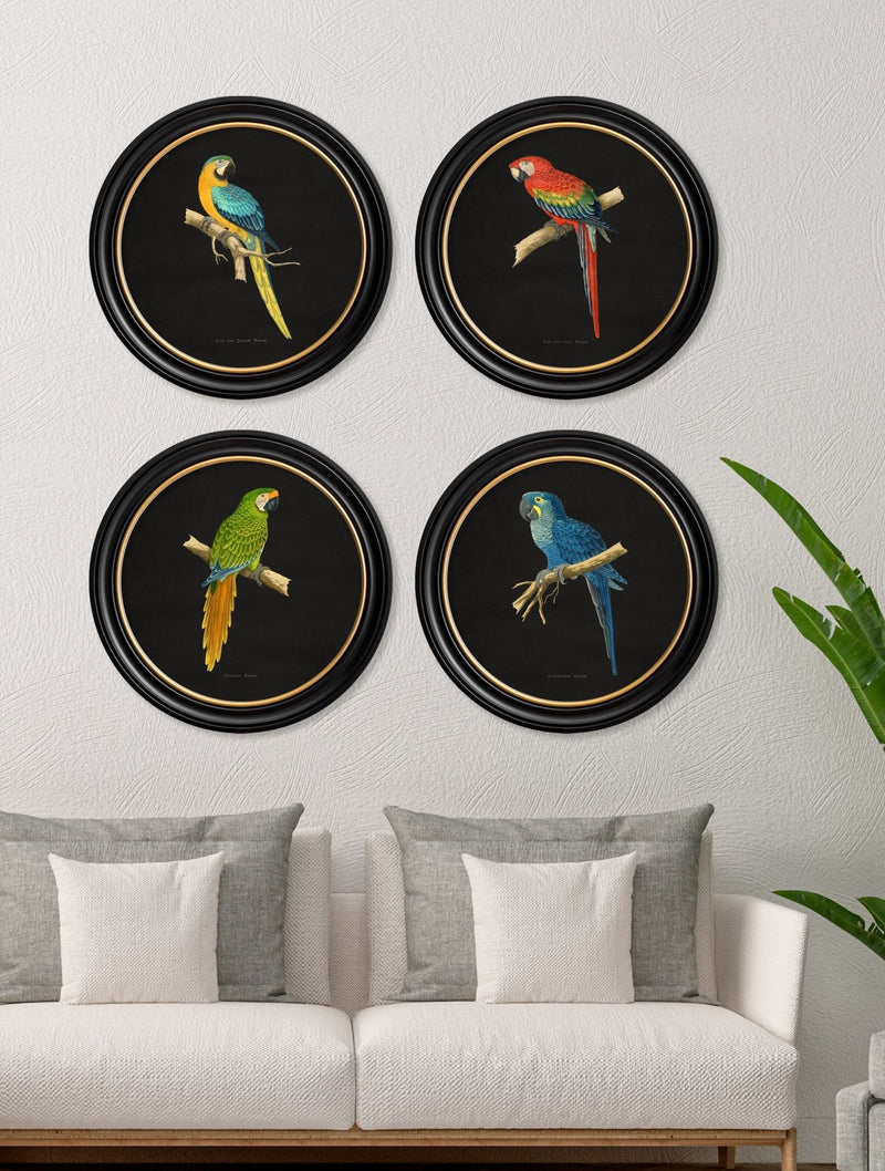 Quality Glass Fronted Framed Print, C.1884 Collection of Macaws in Round Frames - Black Framed Wall Art PictureVintage Frog T/AFramed Print