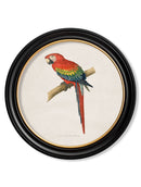 Quality Glass Fronted Framed Print, C.1884 Collection of Macaws in Round Frames Framed Wall Art PictureVintage Frog T/AFramed Print