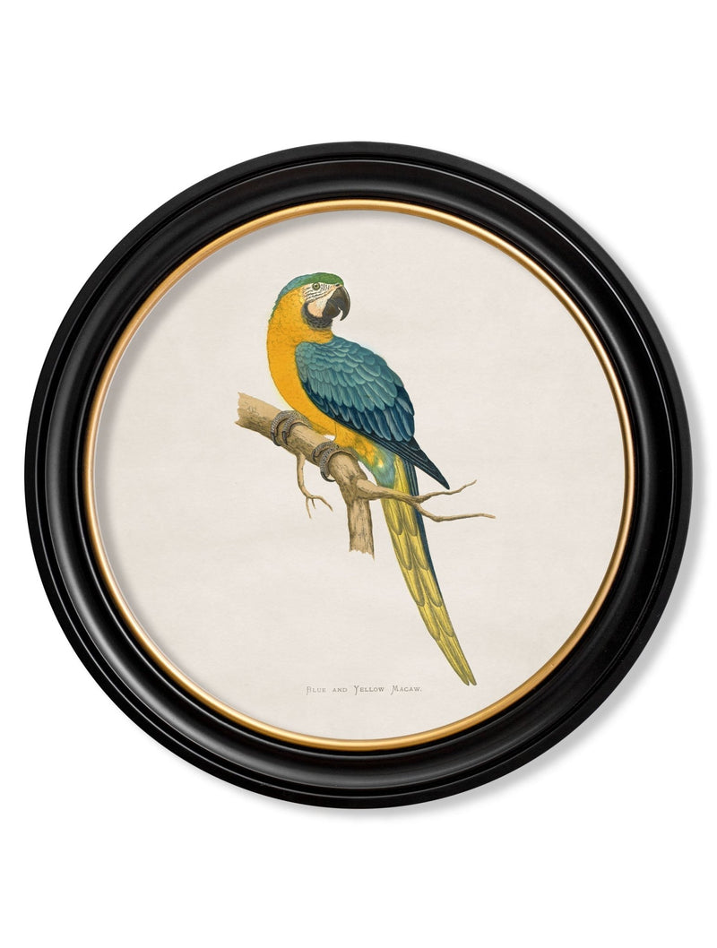 Quality Glass Fronted Framed Print, C.1884 Collection of Macaws in Round Frames Framed Wall Art PictureVintage Frog T/AFramed Print