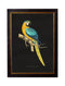 Quality Glass Fronted Framed Print, c.1884 Macaws - Dark Background Framed Wall Art PictureVintage Frog T/AFramed Print