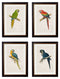 Quality Glass Fronted Framed Print, c.1884 Macaws Framed Wall Art PictureVintage Frog T/AFramed Print