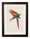 Quality Glass Fronted Framed Print, c.1884 Macaws Framed Wall Art PictureVintage Frog T/AFramed Print