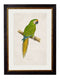 Quality Glass Fronted Framed Print, c.1884 Macaws Framed Wall Art PictureVintage Frog T/AFramed Print