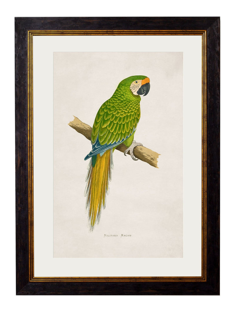 Quality Glass Fronted Framed Print, c.1884 Macaws Framed Wall Art PictureVintage Frog T/AFramed Print