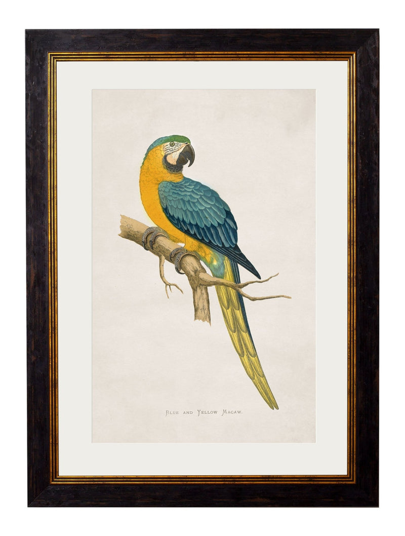 Quality Glass Fronted Framed Print, c.1884 Macaws Framed Wall Art PictureVintage Frog T/AFramed Print