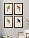 Quality Glass Fronted Framed Print, c.1884 Macaws Framed Wall Art PictureVintage Frog T/AFramed Print