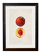 Quality Glass Fronted Framed Print, c.1886 Studies of Fruit Framed Wall Art PictureVintage Frog T/AFramed Print