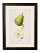 Quality Glass Fronted Framed Print, c.1886 Studies of Fruit Framed Wall Art PictureVintage Frog T/AFramed Print