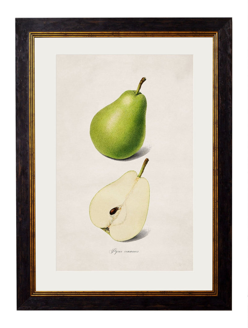 Quality Glass Fronted Framed Print, c.1886 Studies of Fruit Framed Wall Art PictureVintage Frog T/AFramed Print