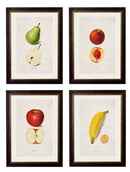 Quality Glass Fronted Framed Print, c.1886 Studies of Fruit Framed Wall Art PictureVintage Frog T/AFramed Print