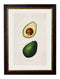 Quality Glass Fronted Framed Print, c.1886 Study of Avocados Framed Wall Art PictureVintage Frog T/AFramed Print