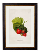 Quality Glass Fronted Framed Print, c.1886 Study of Berries & Cherries Framed Wall Art PictureVintage Frog T/AFramed Print