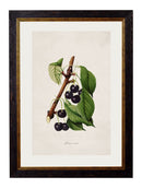 Quality Glass Fronted Framed Print, c.1886 Study of Berries & Cherries Framed Wall Art PictureVintage Frog T/AFramed Print