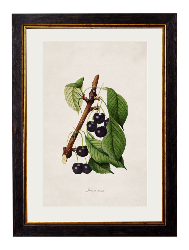 Quality Glass Fronted Framed Print, c.1886 Study of Berries & Cherries Framed Wall Art PictureVintage Frog T/AFramed Print