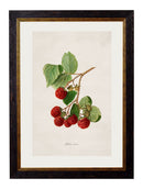 Quality Glass Fronted Framed Print, c.1886 Study of Berries & Cherries Framed Wall Art PictureVintage Frog T/AFramed Print