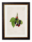 Quality Glass Fronted Framed Print, c.1886 Study of Berries & Cherries Framed Wall Art PictureVintage Frog T/AFramed Print