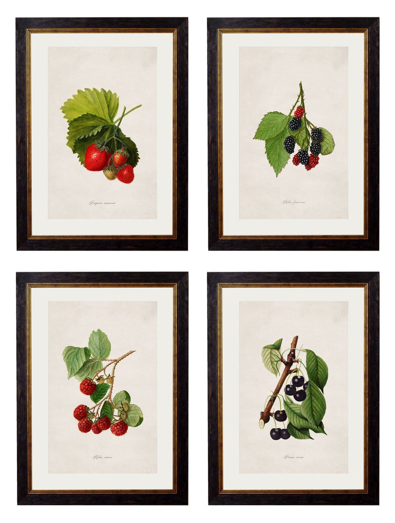 Quality Glass Fronted Framed Print, c.1886 Study of Berries & Cherries Framed Wall Art PictureVintage Frog T/AFramed Print