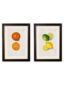 Quality Glass Fronted Framed Print, c.1886 Study of Citrus Fruit Framed Wall Art PictureVintage Frog T/AFramed Print