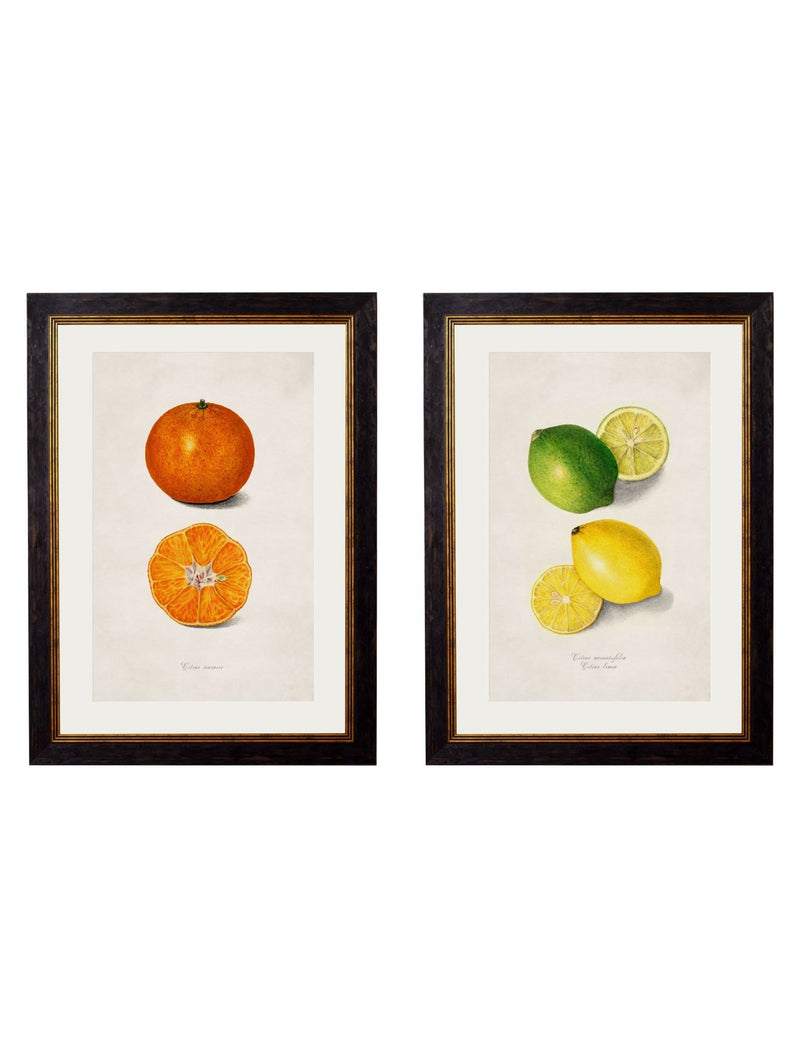 Quality Glass Fronted Framed Print, c.1886 Study of Citrus Fruit Framed Wall Art PictureVintage Frog T/AFramed Print