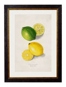 Quality Glass Fronted Framed Print, c.1886 Study of Citrus Fruit Framed Wall Art PictureVintage Frog T/AFramed Print