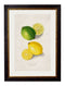 Quality Glass Fronted Framed Print, c.1886 Study of Citrus Fruit Framed Wall Art PictureVintage Frog T/AFramed Print