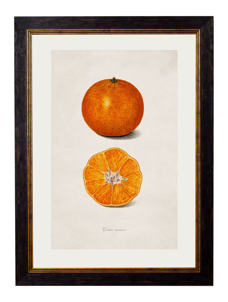 Quality Glass Fronted Framed Print, c.1886 Study of Citrus Fruit Framed Wall Art PictureVintage Frog T/AFramed Print