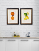 Quality Glass Fronted Framed Print, c.1886 Study of Citrus Fruit Framed Wall Art PictureVintage Frog T/AFramed Print