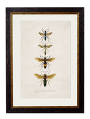 Quality Glass Fronted Framed Print, c.1892 Bees and Wasps Framed Wall Art PictureVintage Frog T/AFramed Print
