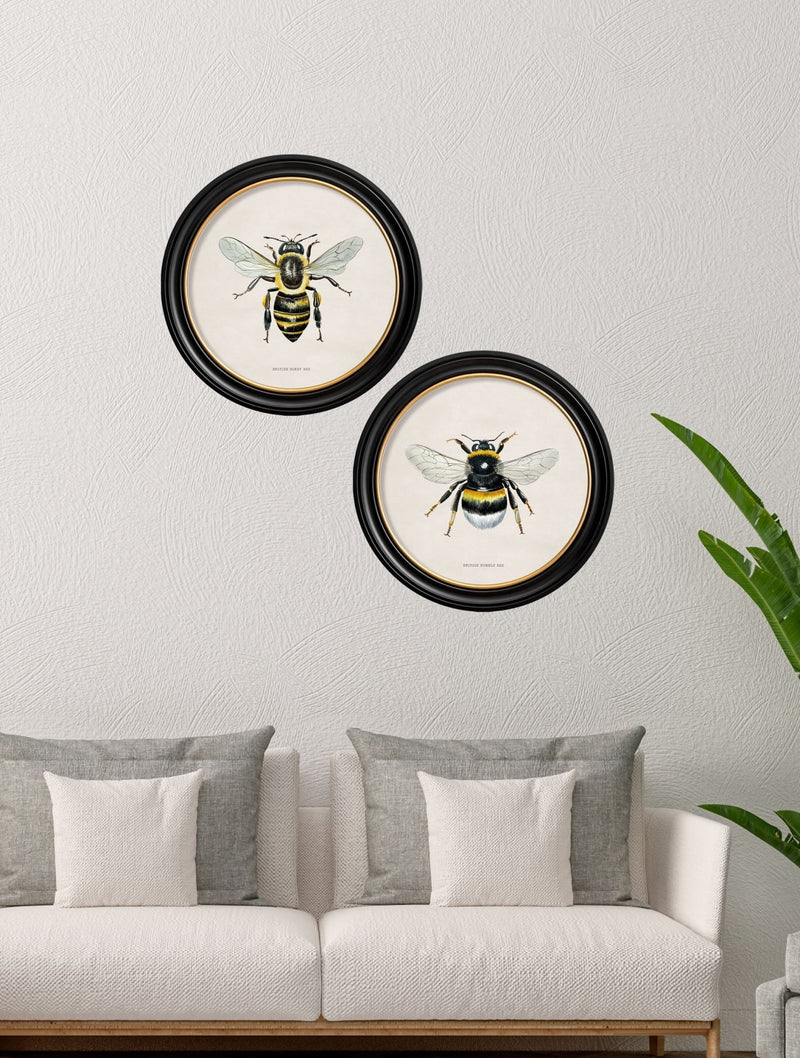 Quality Glass Fronted Framed Print, c1892 British Bees Round Frame Framed Wall Art PictureVintage Frog T/AFramed Print